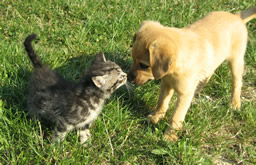 Pensione per cani e | Castelraimondo